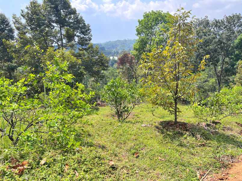 kebun buah 5190m kawasan wisata ngargoyoso