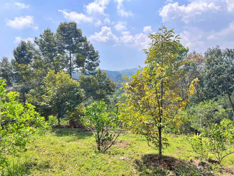 kebun buah 5190m kawasan wisata ngargoyoso