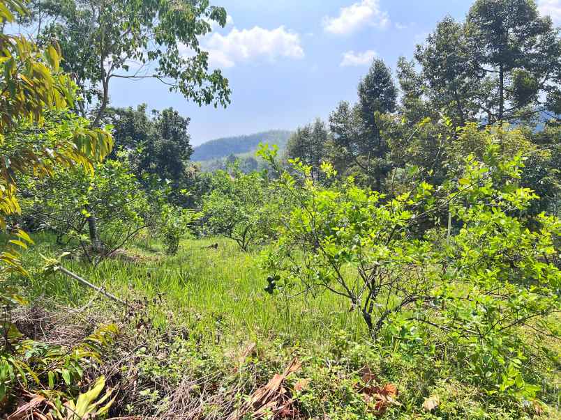 kebun buah 5190m kawasan wisata ngargoyoso