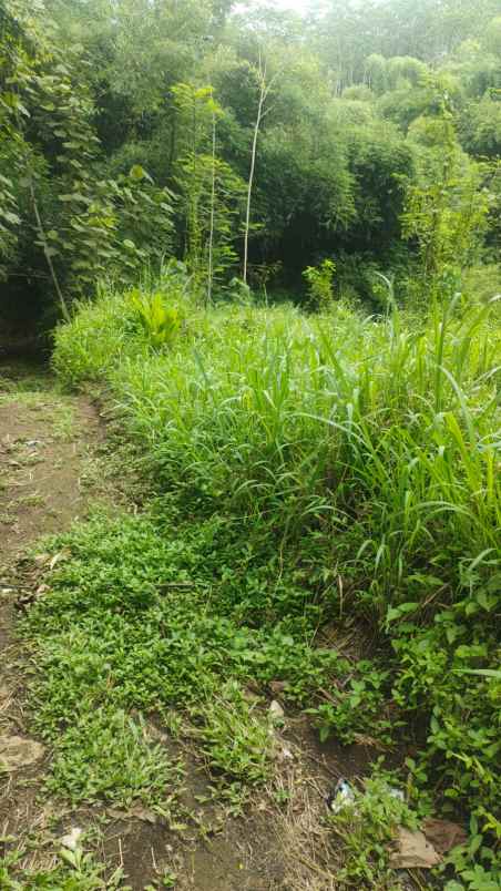 rumah bonus tanah luas dan strategis di sulfat