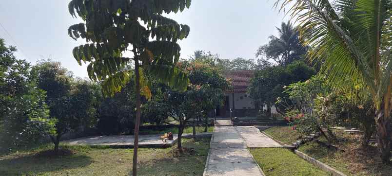 rumah kebun buah harga termurah bogor