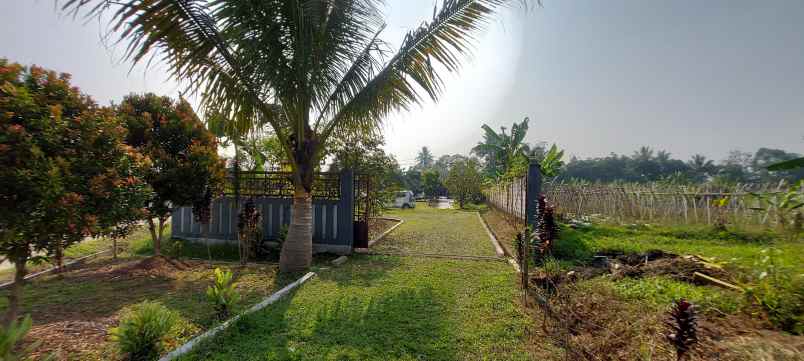 rumah kebun buah harga termurah bogor