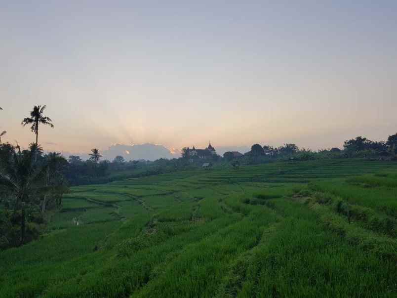 rumah view sawah di pegending dalung dekat canggu bali