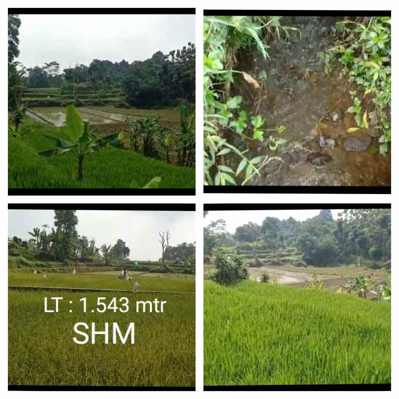 sawah produktif sumber air subur sagalaherang subang