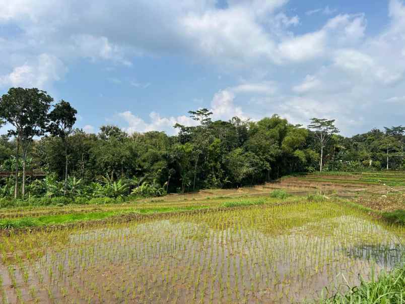 sawah subur 1500m utara pasar mojogedang karanganyar