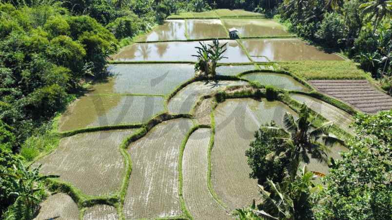 sewa tanah view sungai dan loss sungai silakarang ubud