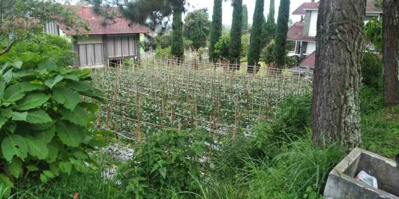 tana villa istana bunga lembang bandung