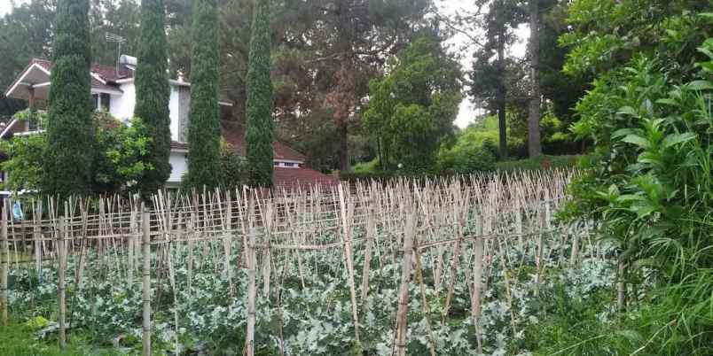 tana villa istana bunga lembang bandung