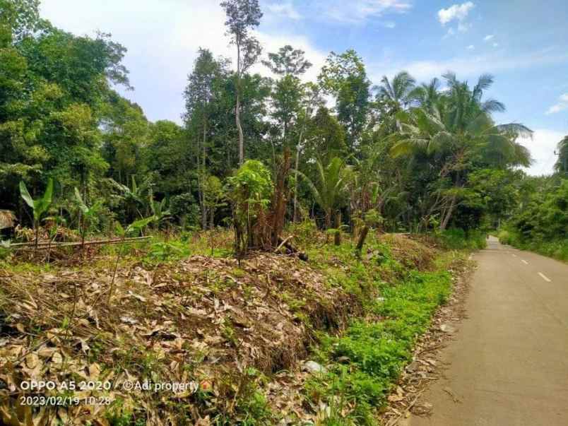 tanah 1000 m pinggir jalan raya ciomas