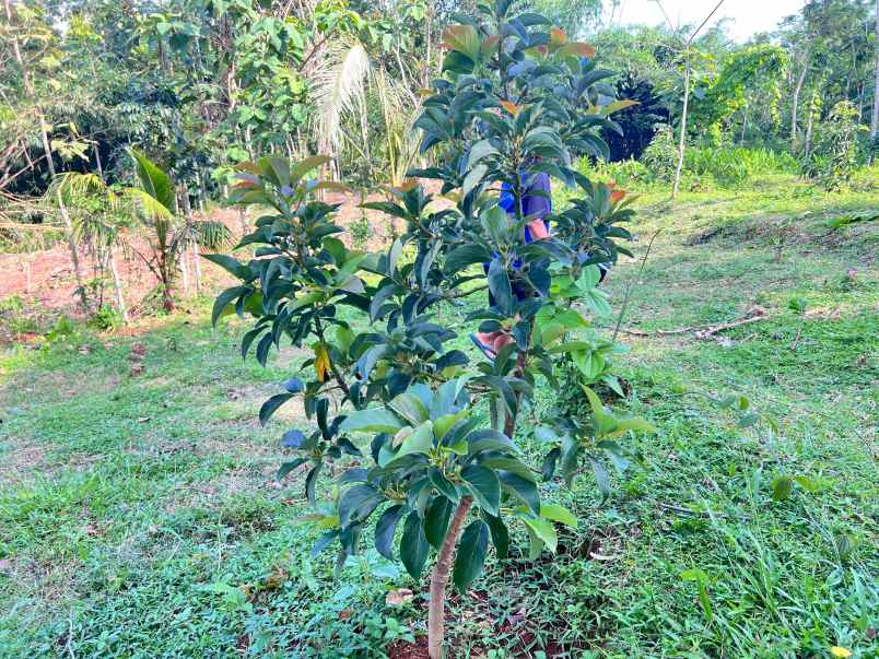 tanah 1368m cocok untuk kebun buah karanganyar