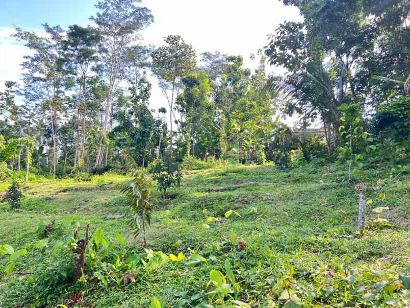 tanah 1368m cocok untuk kebun buah karanganyar