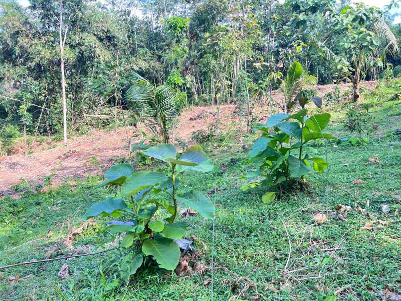 tanah 1368m cocok untuk kebun buah karanganyar