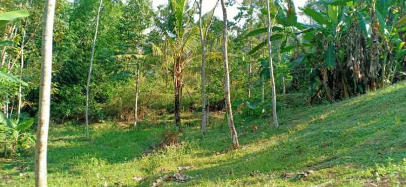 tanah kerjo karanganyar