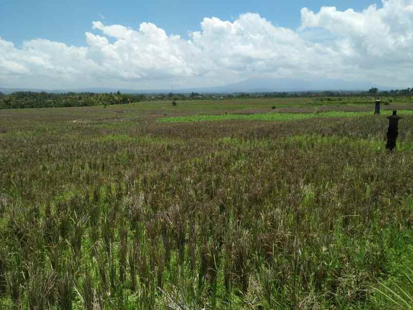 tanah pantai pasut tibubiyu