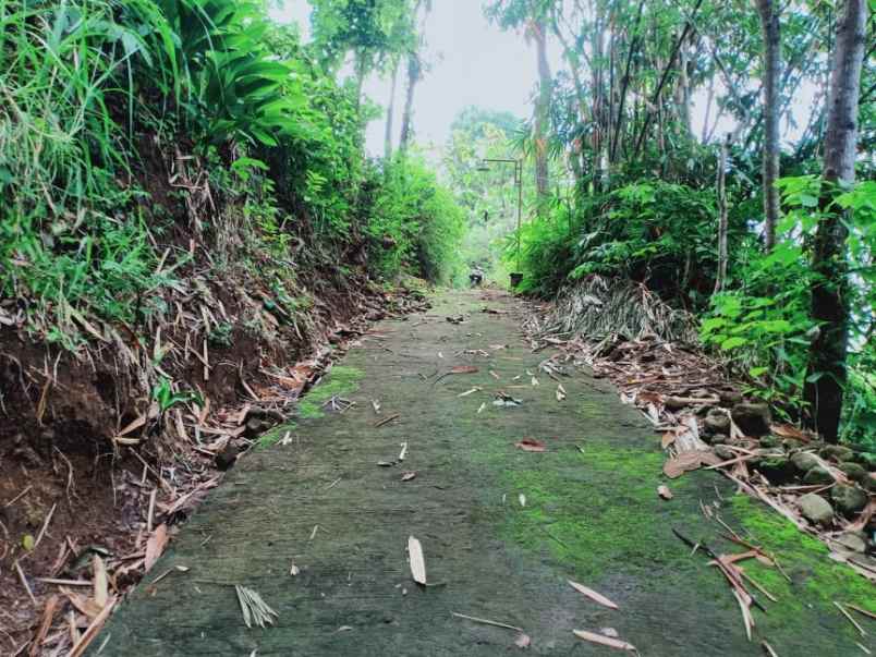 tanah sambirejo srages