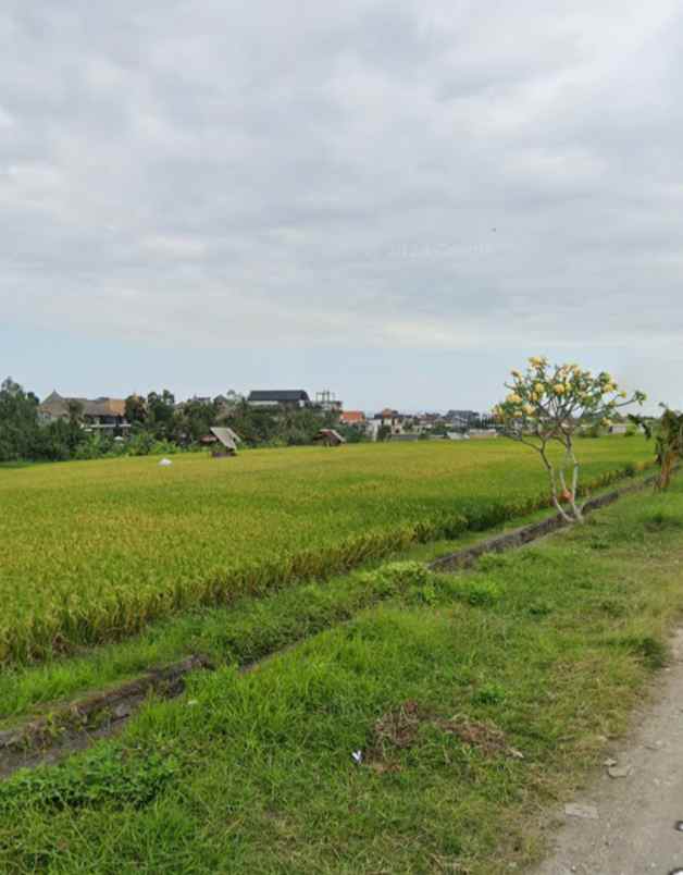 tanah sawah zona hijau di canggu babakan bali