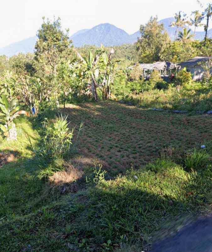 tanah sawah zona hijau di canggu babakan bali
