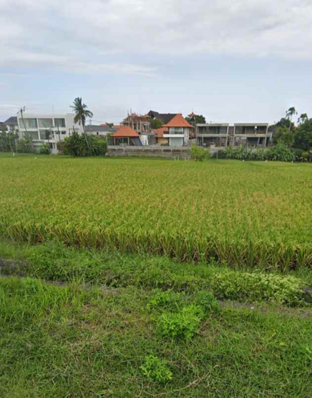 tanah sawah zona hijau di canggu babakan bali