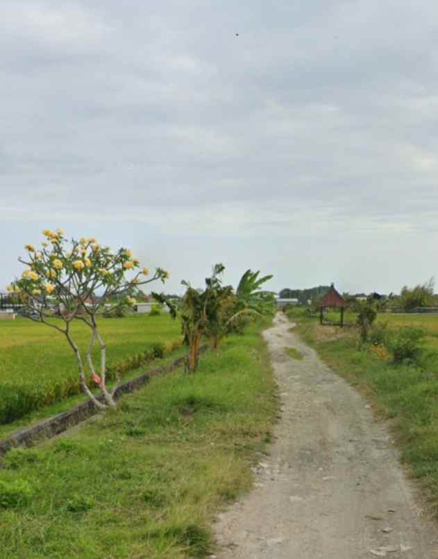 tanah sawah zona hijau di canggu babakan bali