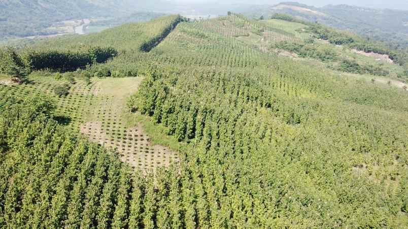 tanah termurah sukabumi full shm 70 hektar