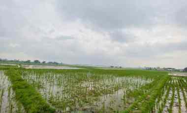 Butuh Uang Cepat Tanah Sawah SHM Karawang 1.899 M