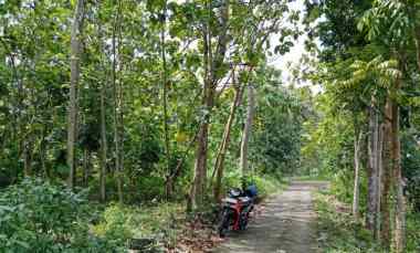 Dekat SPBU dan Tugu Pensil Sentolo Kulonprogo