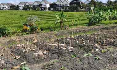 Dijual 6 are, jl. Umalalang Pantai Mengening Cemagi Mengwi Badung