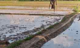 dijual bu nego sawah 1 kotak