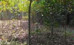 Dijual Cepat Tanah 3.000 m2 Lbh