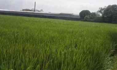 Dijual Cepat Tanah Sawah 8250 m2 di Kawasan Berkembang Bandung
