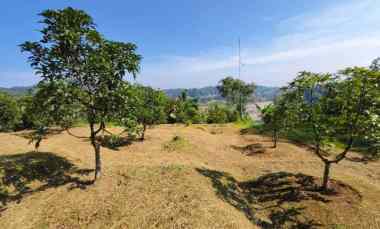 dijual kebun alpukat miki 5 ha shm di leuwiliang bogor