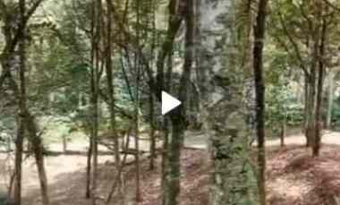 dijual kebun durian di ambarawa kab semarang