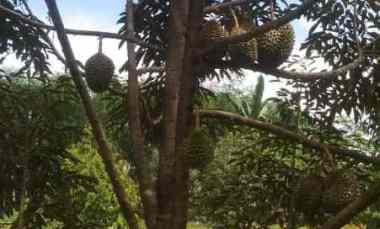 dijual kebun durian siap panen di pekalongan jawa