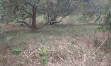 Dijual Kebun Rambutan di Campaka Purwakarta