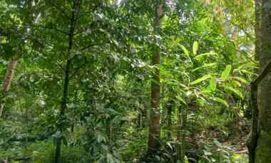 dijual lahan tegalan kontur melandai los sungai