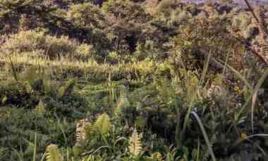 Tanah Dijual di jl lodaya gunung geulis bogor