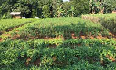 Dijual Murah di Bawah Njop Tanah Dramaga Bogor