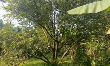 Dijual Murah Kebun Durian di Kiarapedes Purwakarta
