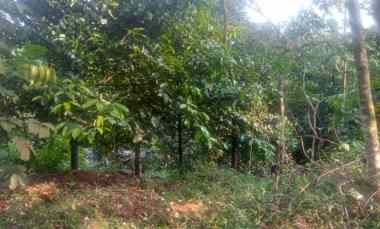 dijual murah tanah kebun manggis di jasinga