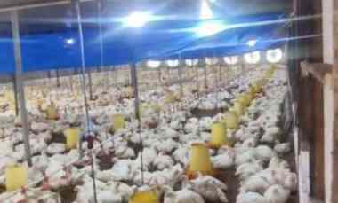 Dijual Kandang Ayam Aktif dan Peralatan di Malang Jawa Timur