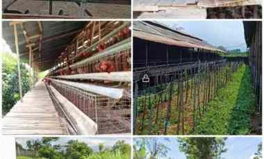 Dijual Gudang Plus Lahan Peternakan Ayam Aktif Karangploso Malang