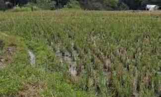 dijual sawah cocok untuk investasi pertanian di garut