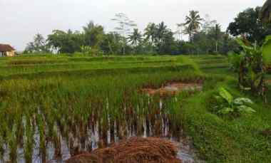 dijual sawah strategis murah di tasikmalaya