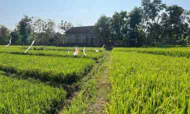 Tanah Dijual di Kerjo, Karanganyar, Solo, Jawa tengah
