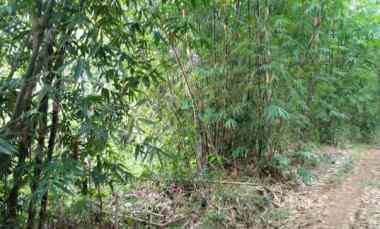 dijual tah kebun sudah shm