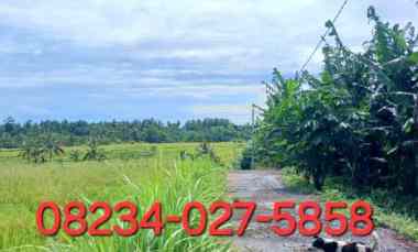 dijual tanah 5990 m2 di selemadeg tabanan bali