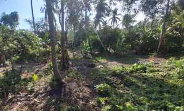 Dijual Murah Tanah Kebun Cocok untuk Kebun Produktif dan Villa