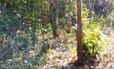 Dijual Lahan Murah Kontur Tanah Datar Cocok untuk Rumah Tinggal