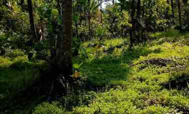 dijual tanah banjar dinas munduk desa