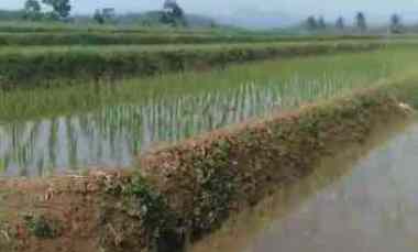 Dijual Murah Sawah Produktif dekat Sate Japar Salamjaya Pondoksalam